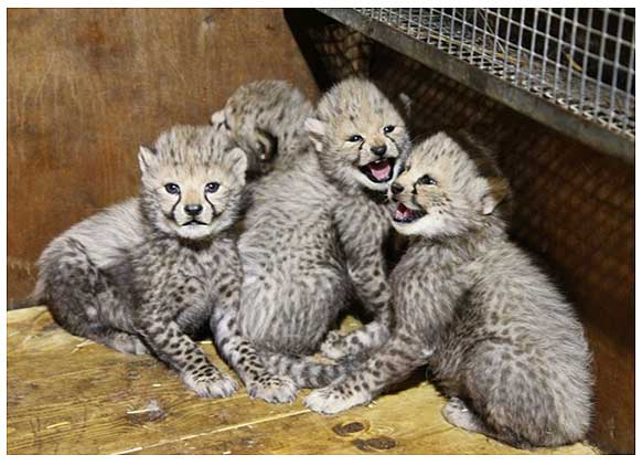 Małe gepardy z warszawskiego zoo