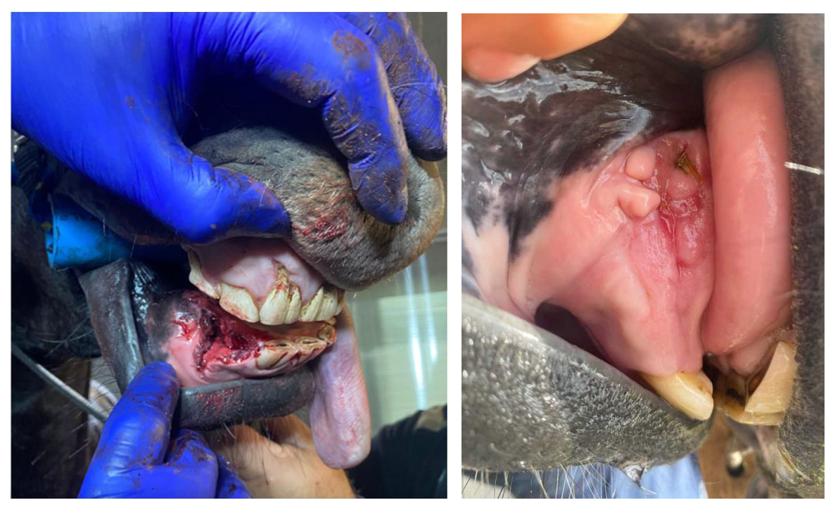 Figure 4. Surgery to support the overgrowing of bone loss for the jaw of a horse with broken teeth.  The hole was covered with GoHAP powder, which caused the bone hole to grow rapidly. Surgery performed in the "Szpotański" Horse Clinic.